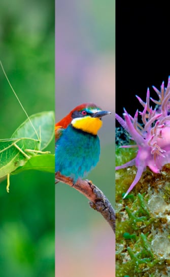 Cosmonits Biodiversitat