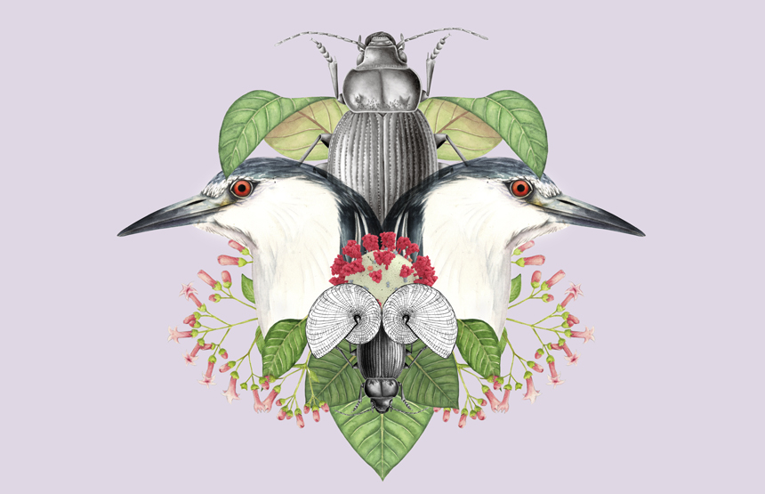 Talleres de ilustración científica