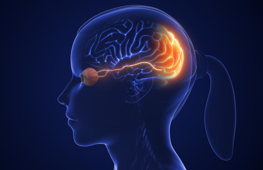Activitat  del cicle el cervell a través dels sentits