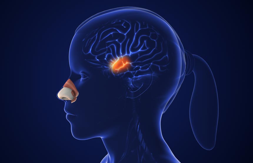 Activitat  del cicle el cervell a través dels sentits