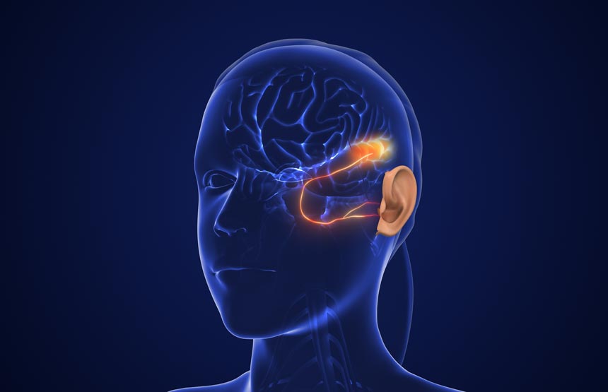 Actividad del ciclo el cerebro a través de los sentidos