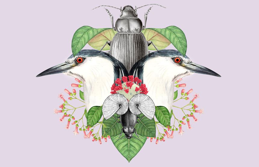 Talleres escolares de ilustración científica