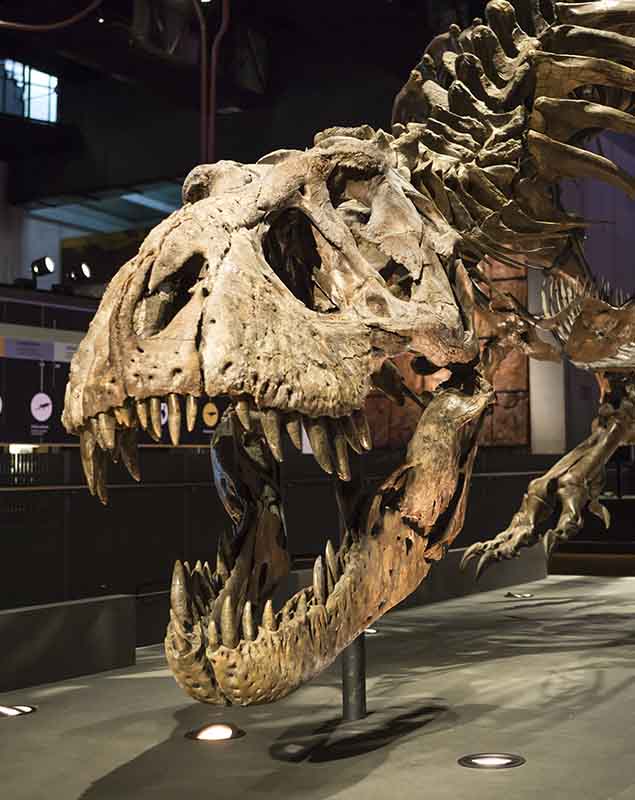 Exposició T.Rex a CosmoCaixa
