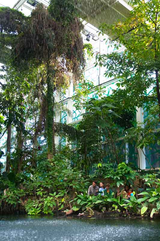 Bosc inundat