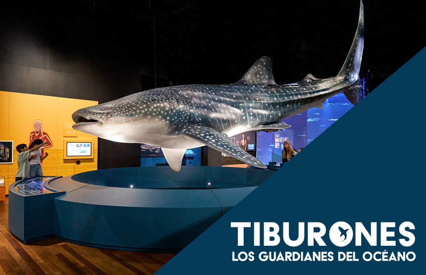 Actividad de la exposición tiburones. los guardianes del océano