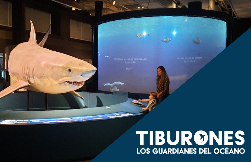 Actividad de la exposición tiburones. los guardianes del océano