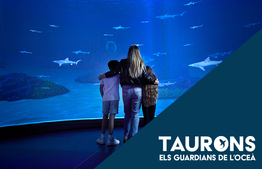 Activitat  de l'exposició taurons. els guardians de l’oceà