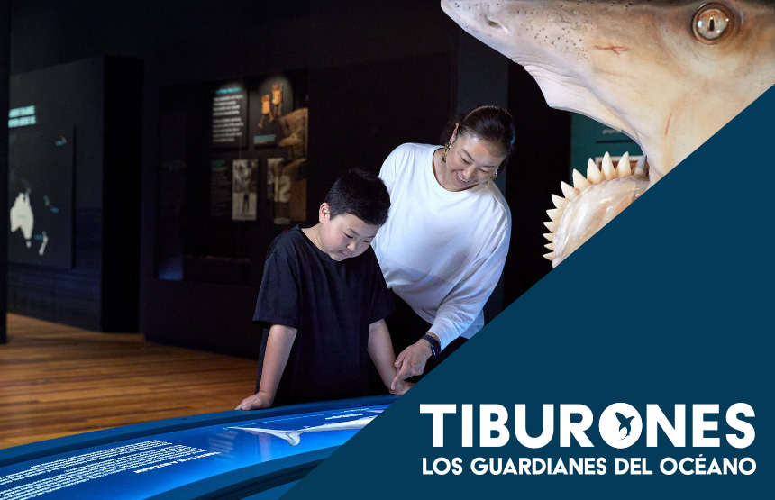 Actividad de la exposición tiburones. los guardianes del océano