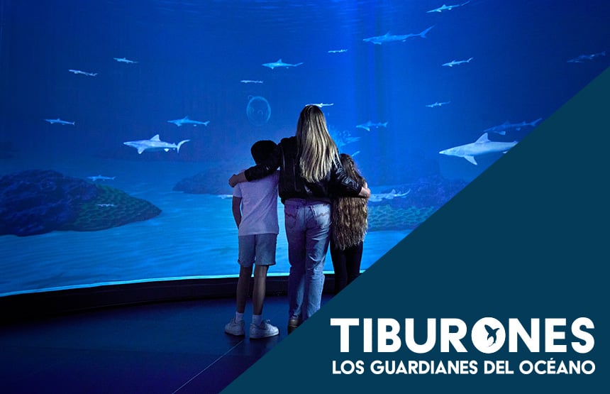 Actividad de la exposición tiburones. los guardianes del océano