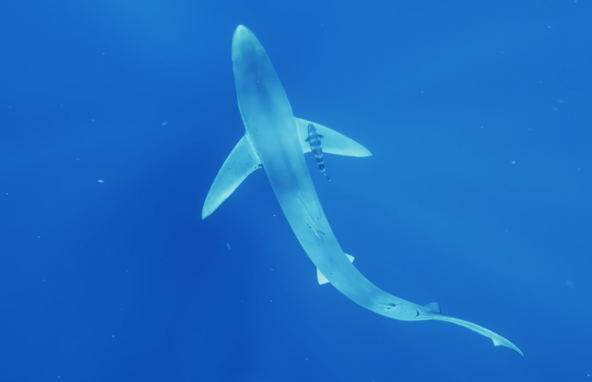 Actividad de la exposición tiburones. los guardianes del océano