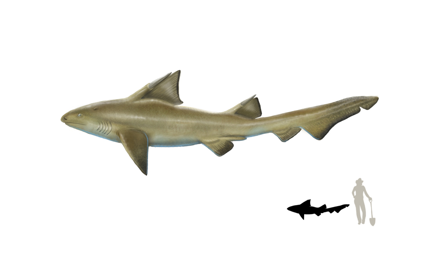 Activitat  de l'exposició taurons. els guardians de l’oceà i del cicle tallers d'il·lustració científica en família