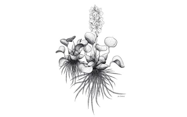 La vegetació amazònica