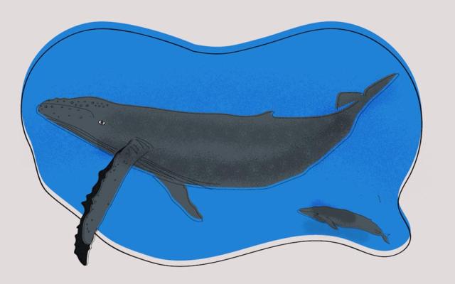 Descubre: la ballena y otros cetáceos