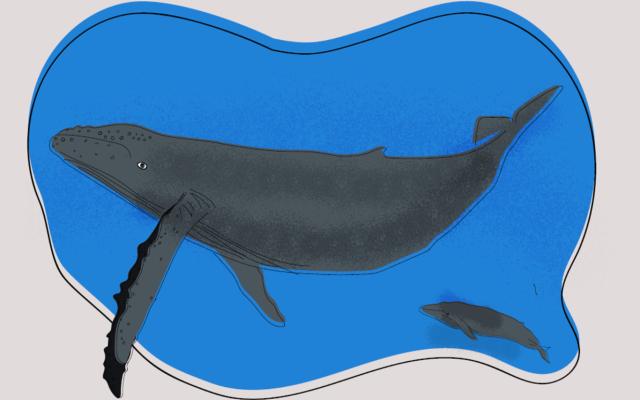 Descobreix: la balena i altres cetacis