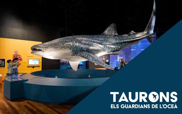 Activitat  de l'exposició tiburones. los guardianes del océano