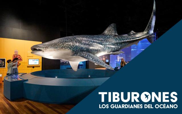 Actividad de la exposición tiburones. los guardianes del océano