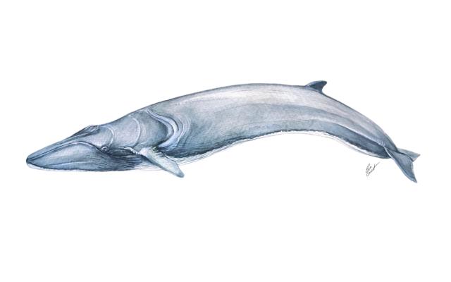 Taller d’il·lustració científica: la balena