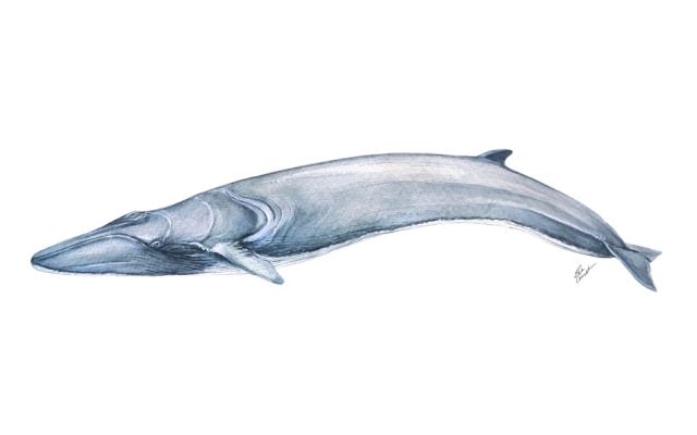 Activitat  del cicle talleres de ilustración científica en familia