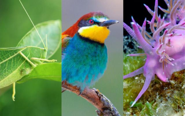 Cosmonits Biodiversitat