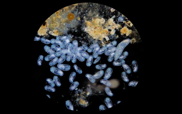 Actividad del ciclo una cita con la ciencia