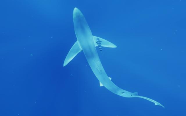 Activitat  de l'exposició tiburones. los guardianes del océano
