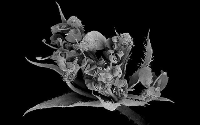 Nanocosmos. La realidad oculta al ojo humano